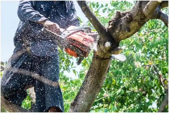 tree services Jessup